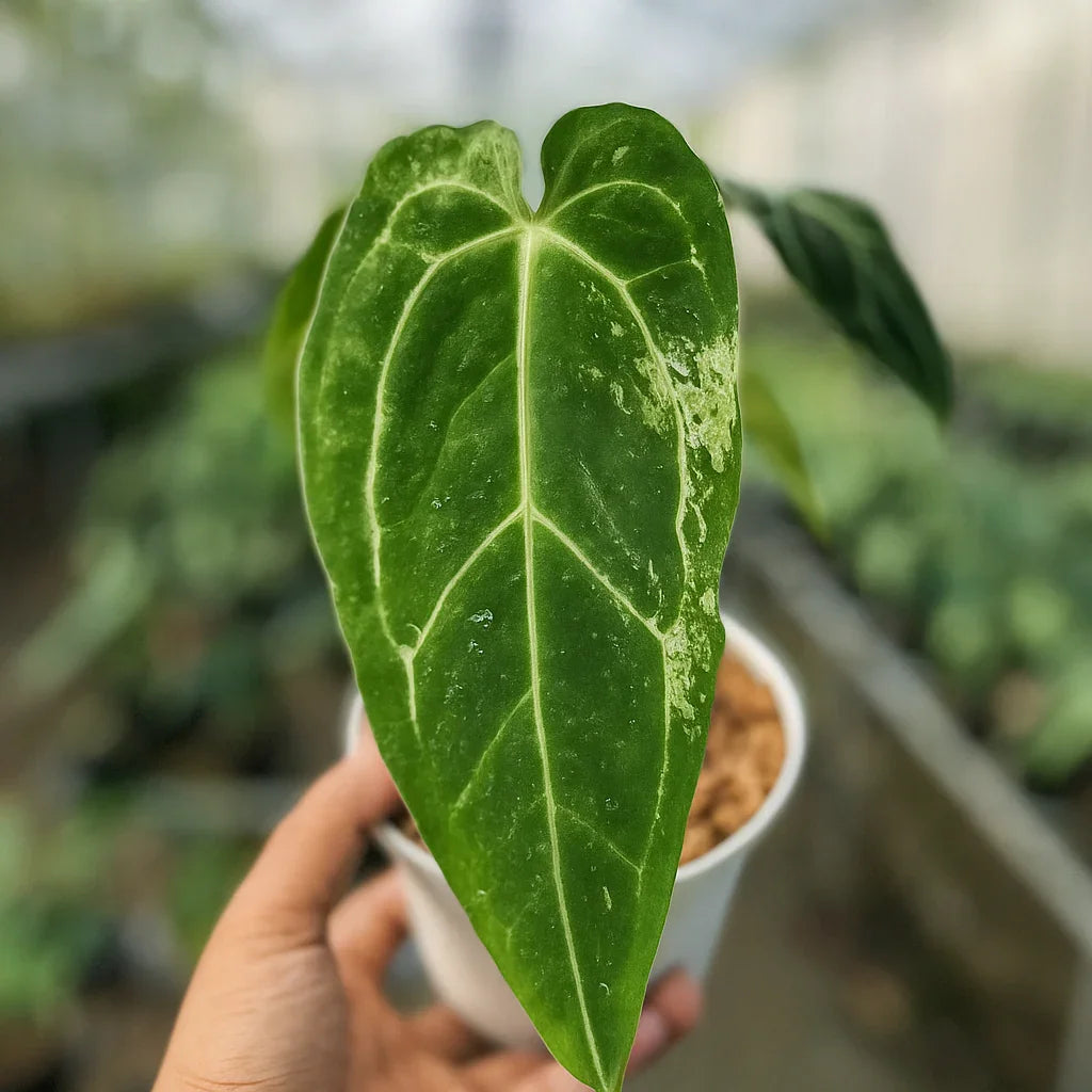 Anthurium x Crystallinum Variegata - AroidHouse