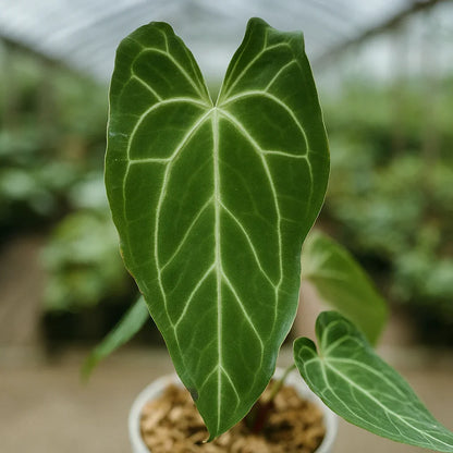 Anthurium x Crystallinum Variegata - AroidHouse