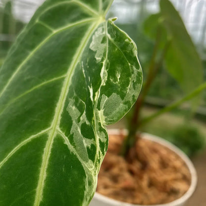 Anthurium x Crystallinum Variegata - AroidHouse