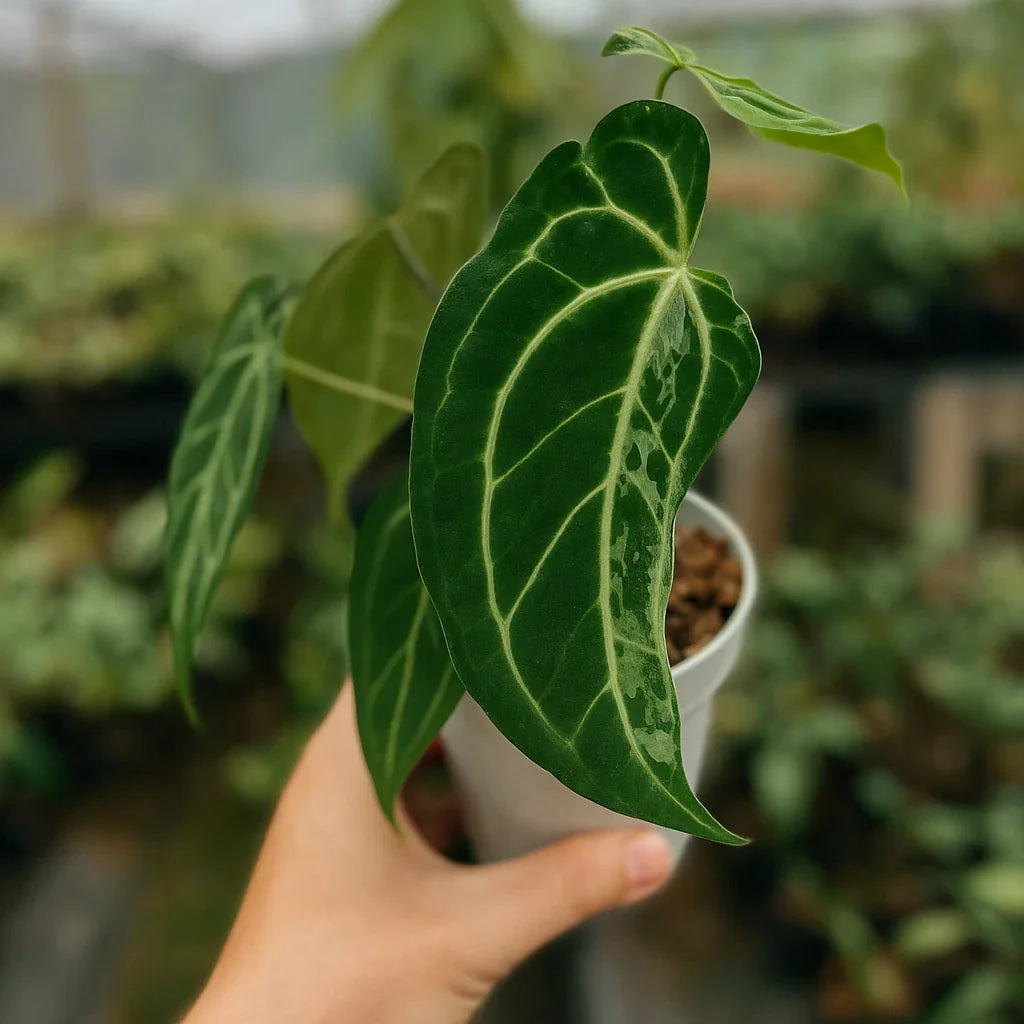 Anthurium x Crystallinum Variegata - AroidHouse