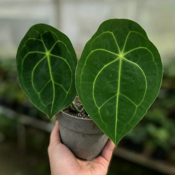 buy anthurium forgetii Buy Anthurium Forgetii ~ Rare Houseplant – AroidHouse