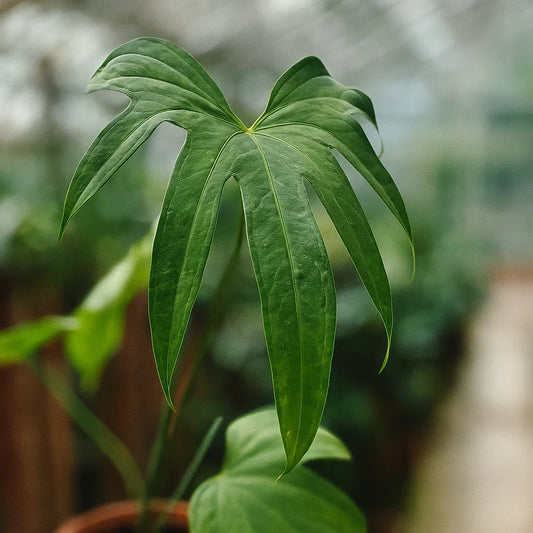 Anthurium Pedatoradiatum - AroidHouse