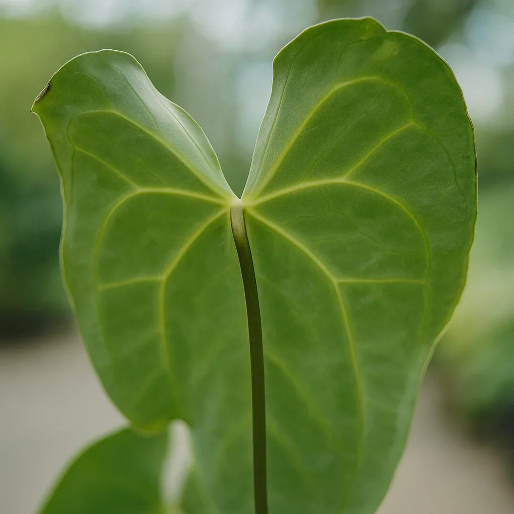 Anthurium x Crystallinum Variegata - AroidHouse