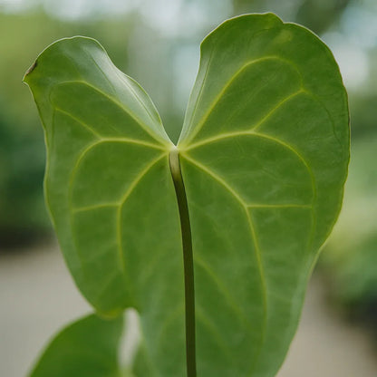 Anthurium x Crystallinum Variegata - AroidHouse