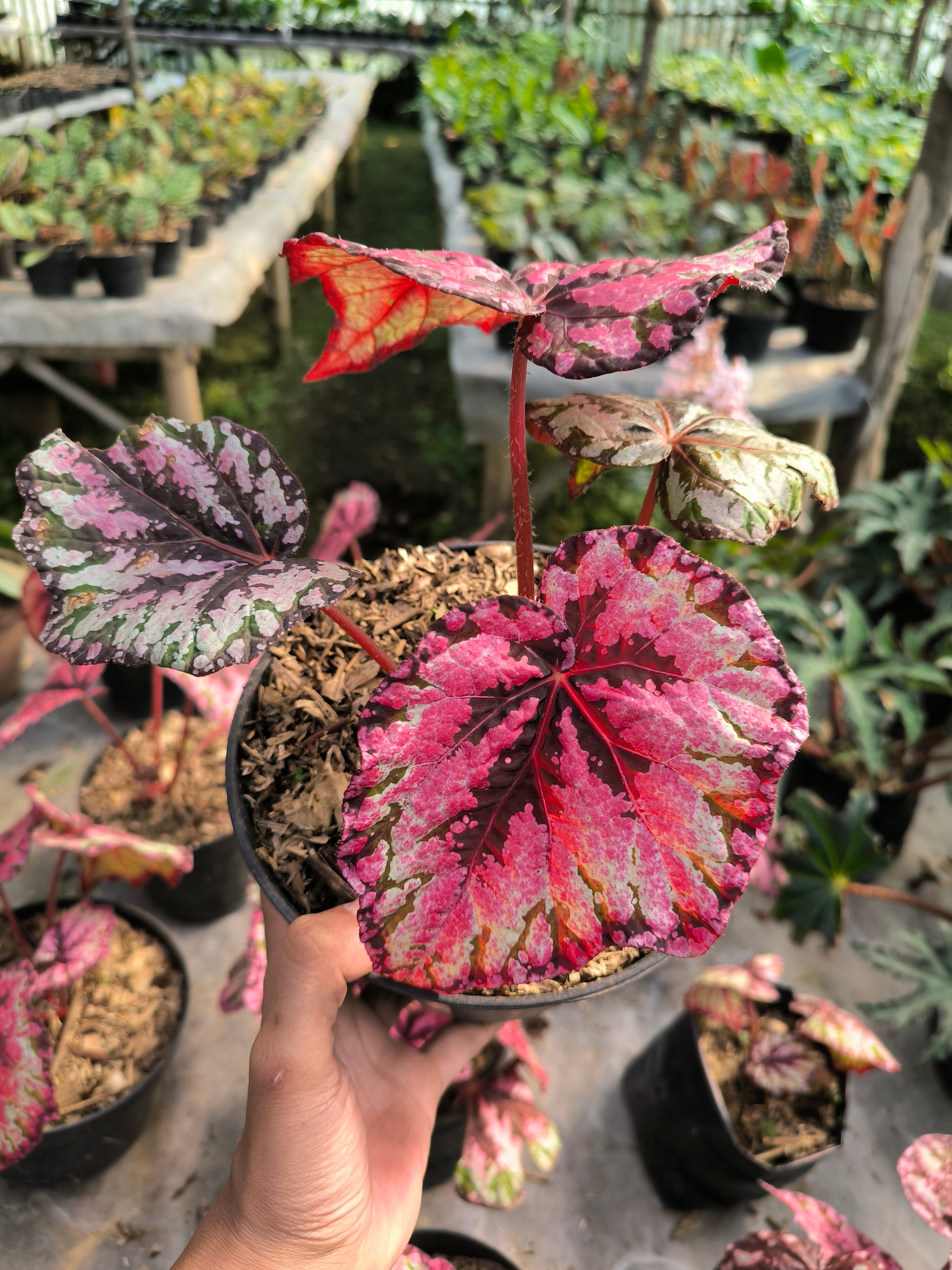 Begonia Rex r-01 - AroidHouse