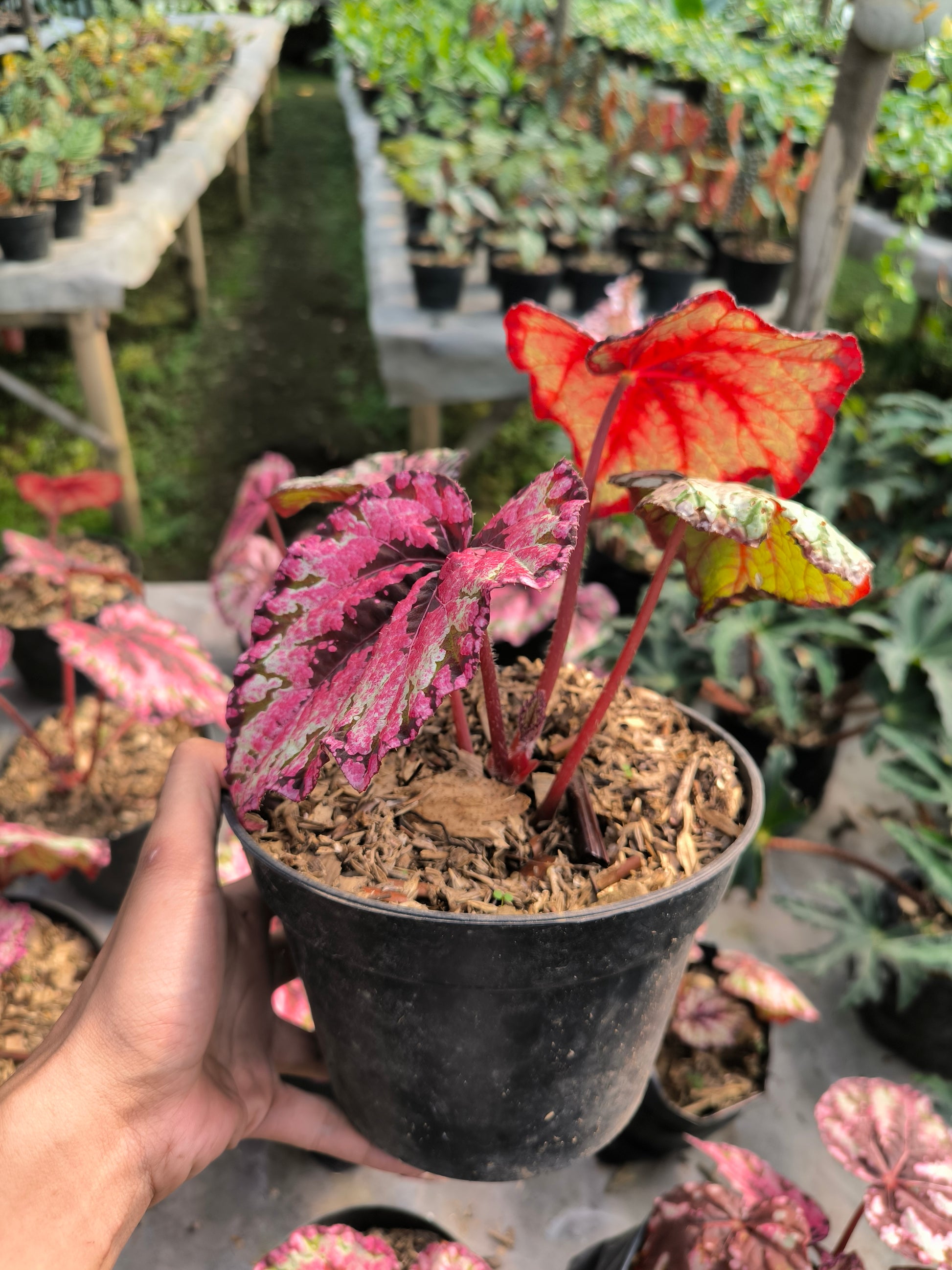 Begonia Rex r-01 - AroidHouse
