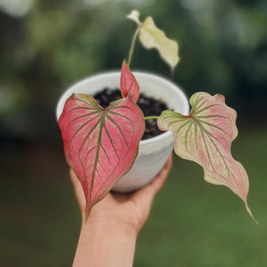 Caladium Infinity - AroidHouse