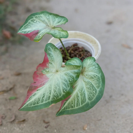 Caladium Shy Cool - AroidHouse
