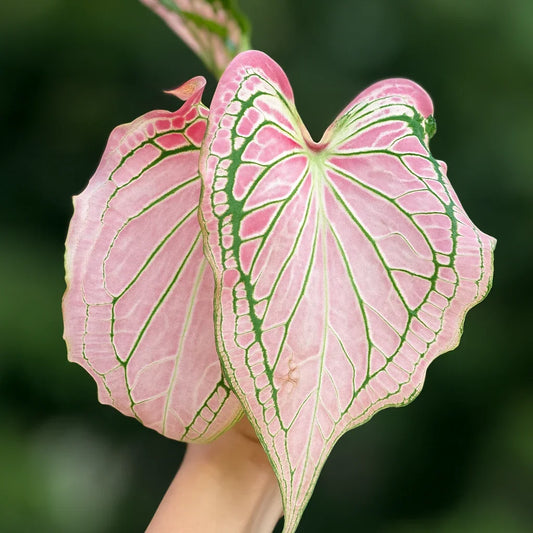 Caladium Wayang - AroidHouse