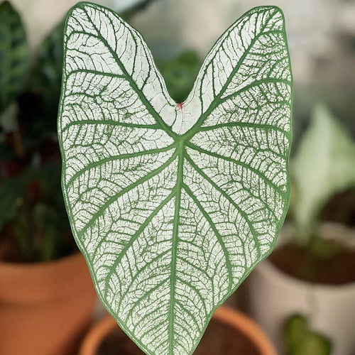 Caladium White Christmas (FREE) - AroidHouse