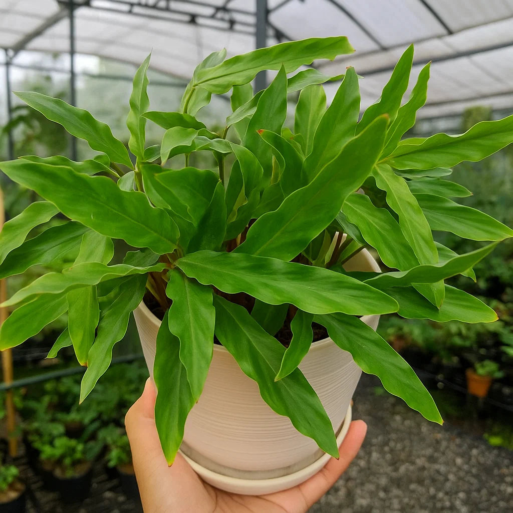 Calathea Rufibarba Blue Grass - AroidHouse