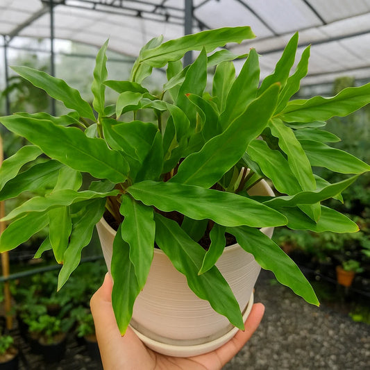Calathea Rufibarba Blue Grass