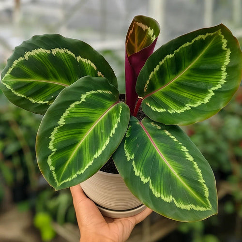 Potted Calathea Roseopicta Illustris with green leaves and a hand holding it, blurred background