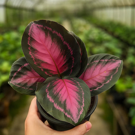 Calathea Roseopicta X