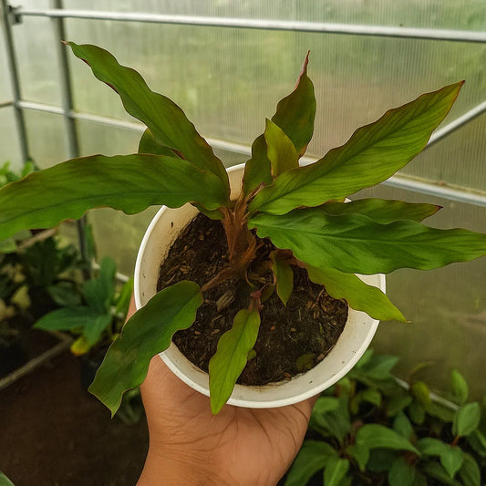 Calathea Rufibarba