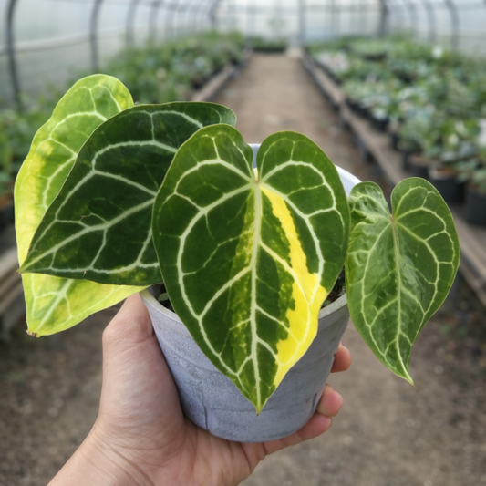 Anthurium Crystallinum Variegated