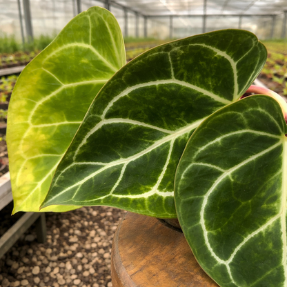 Anthurium Crystallinum Variegated