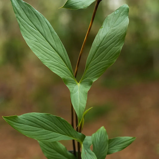 Cyrtosperma Hambalii - AroidHouse