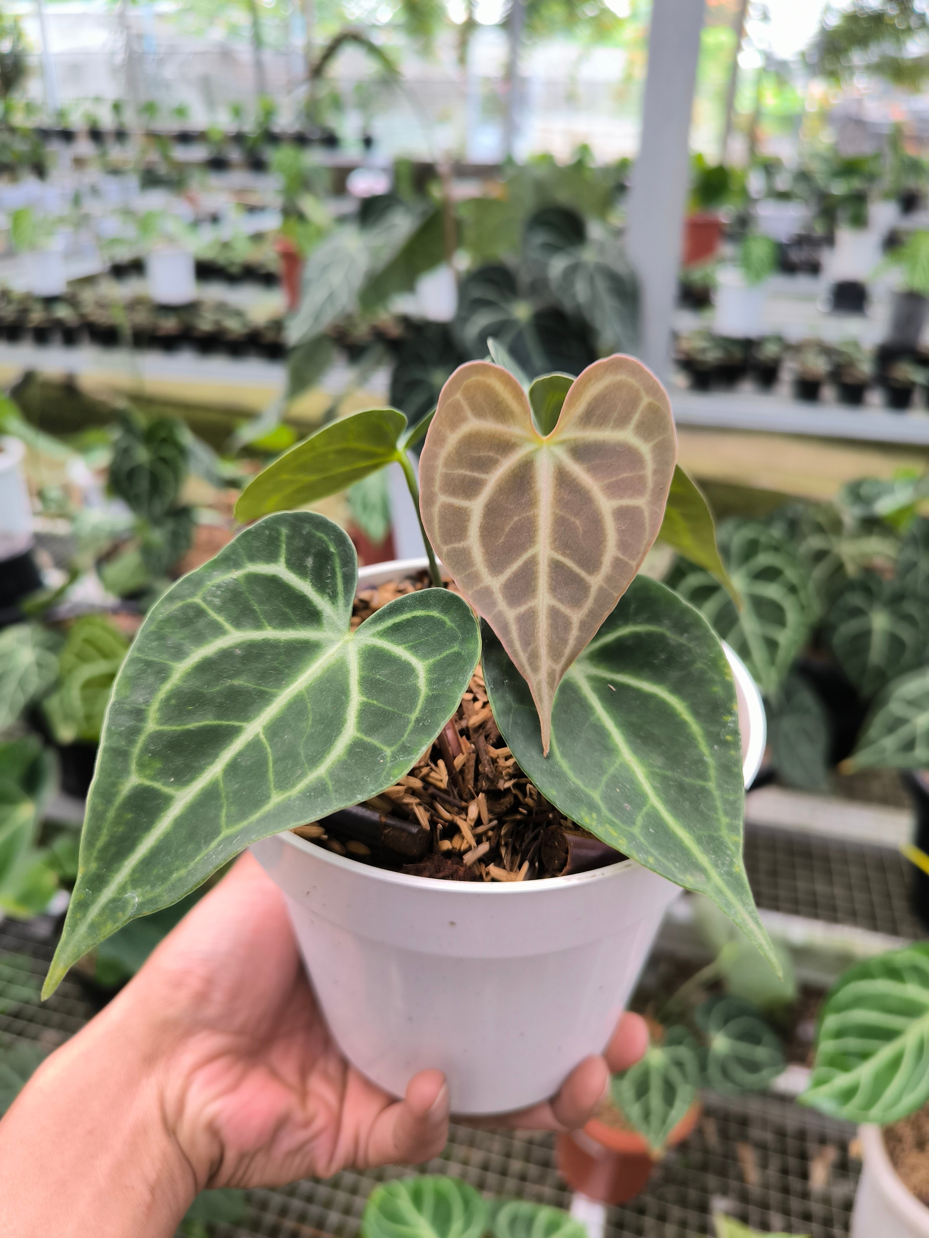 mini anthurium Buy Anthurium Crystallinum Mini ~ Compact Houseplant ~ Shop Now – AroidHouse