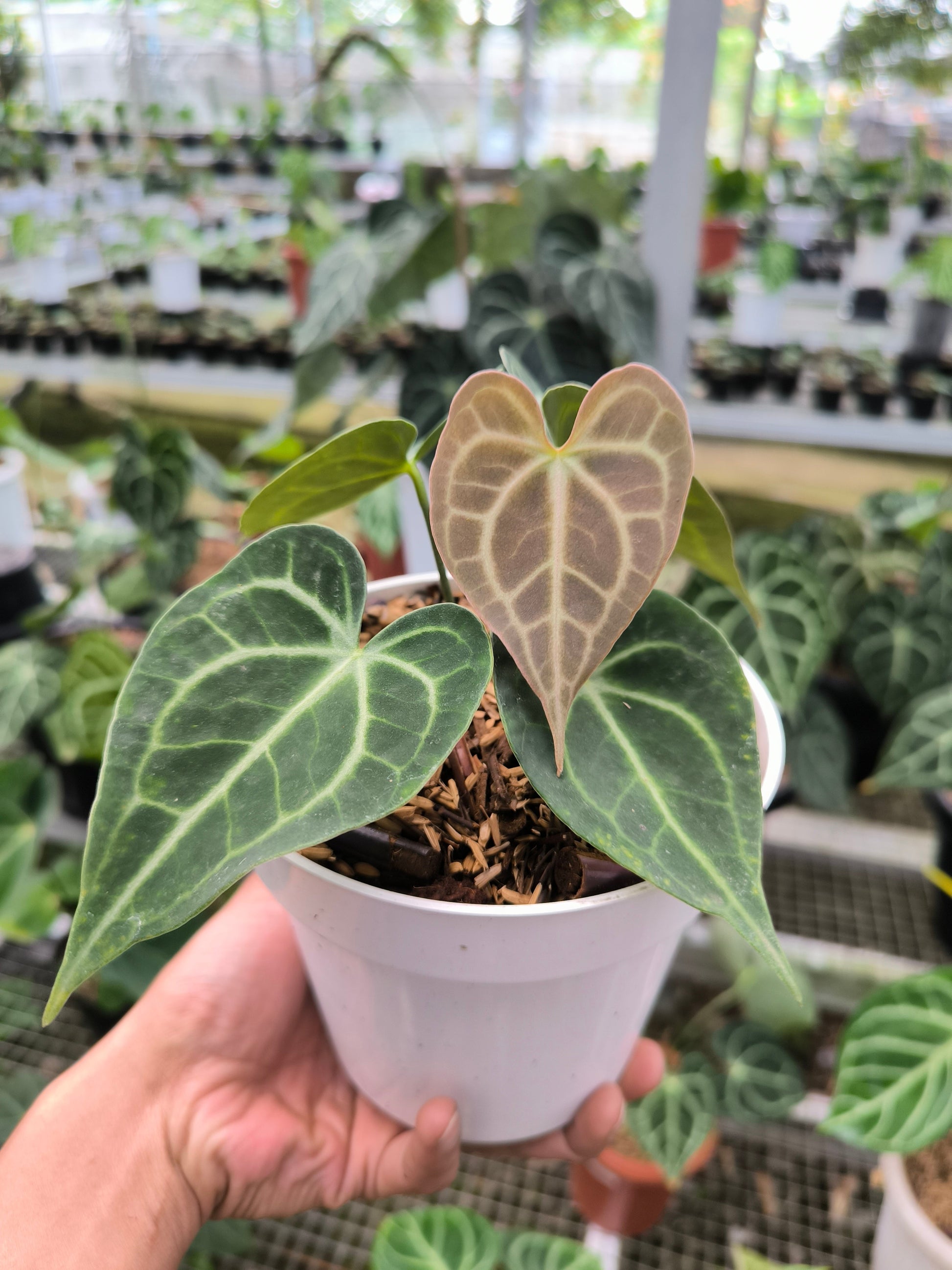 Anthurium Crystallinum - AroidHouse