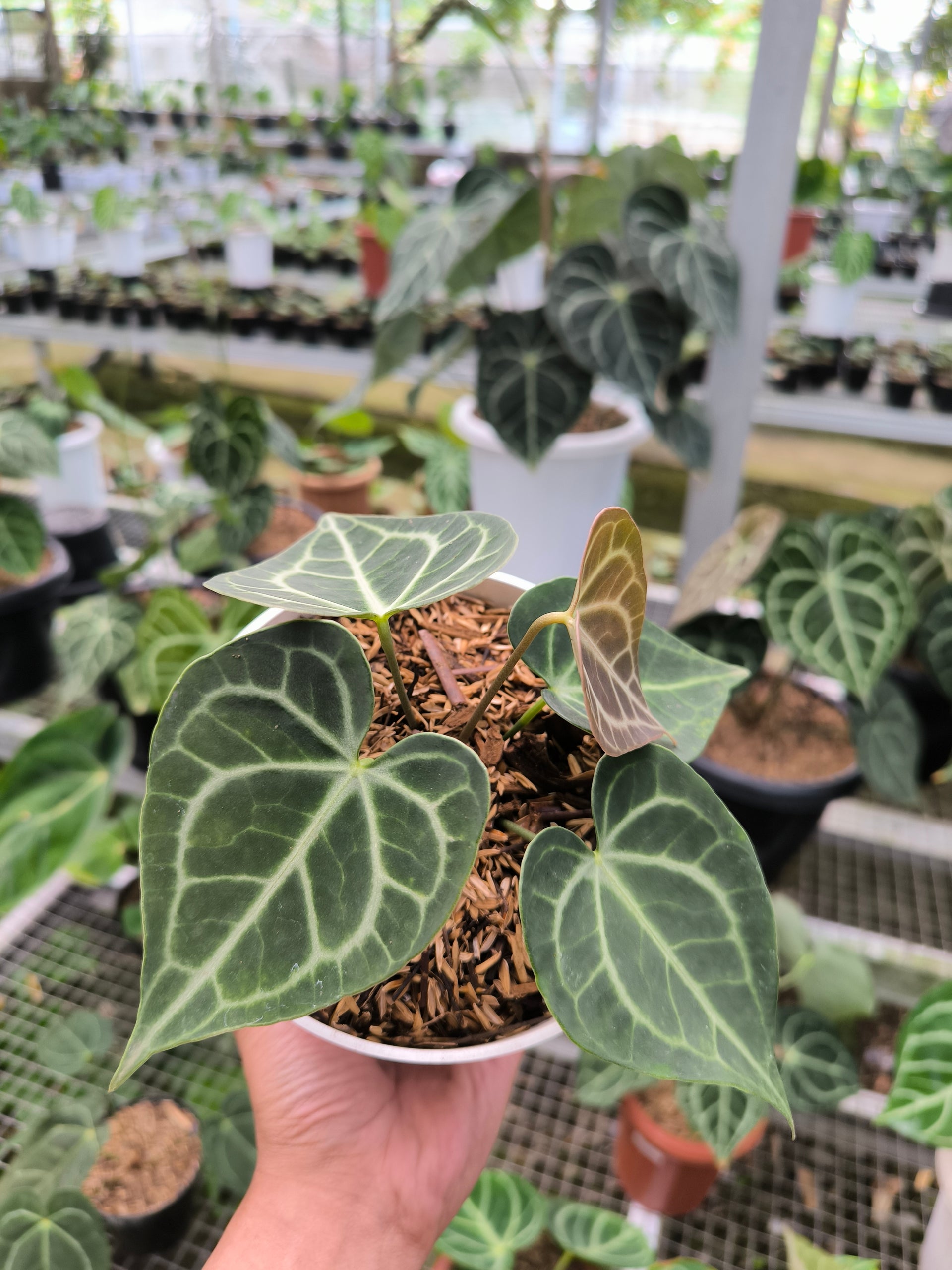 anthurium crypto Buy Anthurium Crystallinum Mini ~ Compact Houseplant ~ Shop Now – AroidHouse