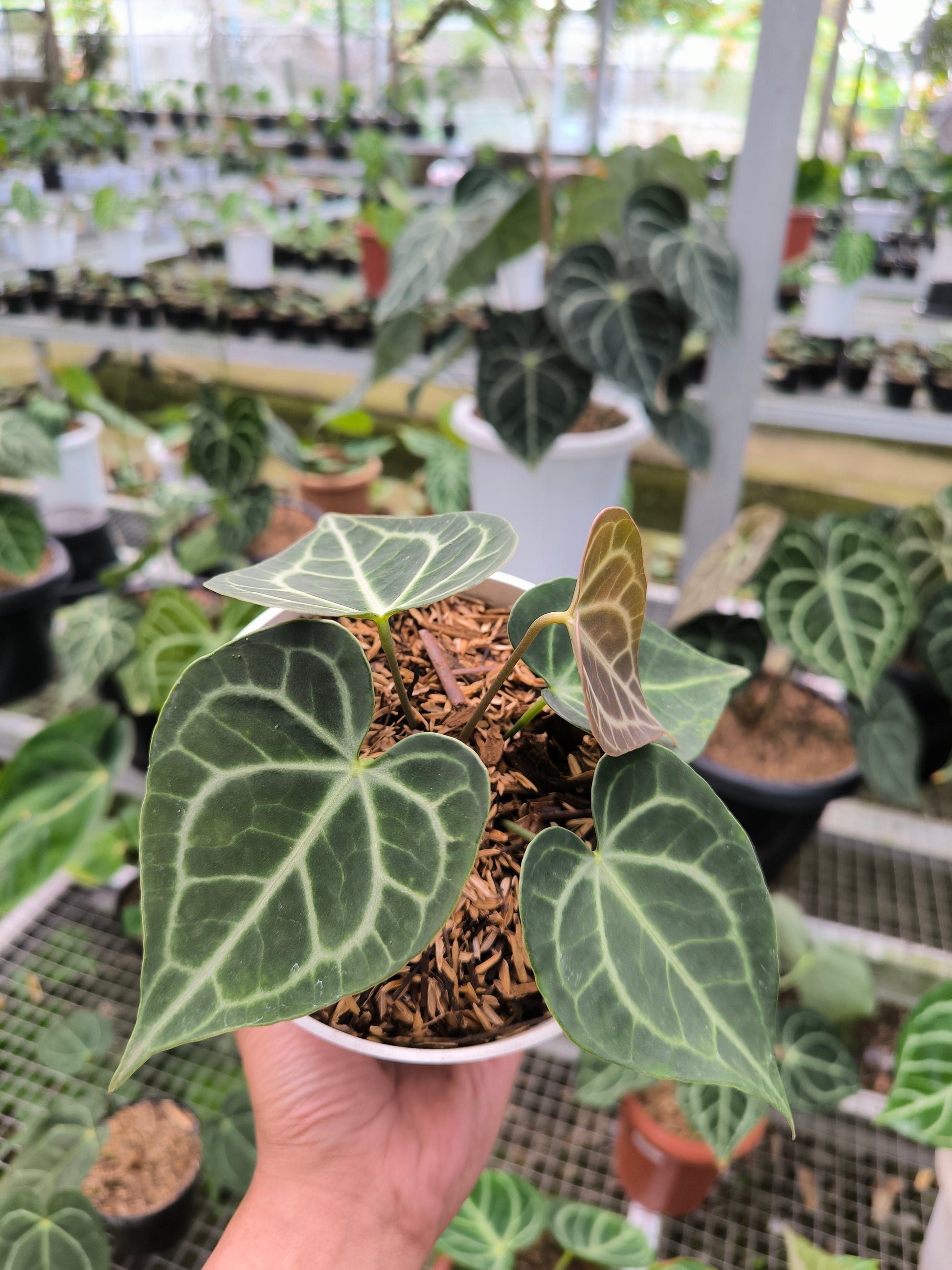 anthurium small leaves Buy Anthurium Crystallinum Mini ~ Compact Houseplant ~ Shop Now – AroidHouse