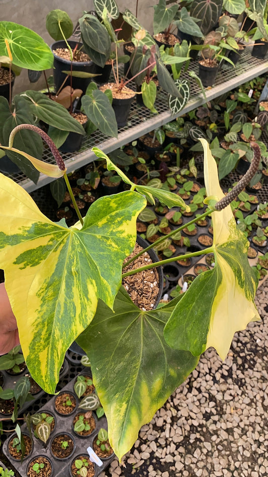 Anthurium Pterodactyl Variegata - AroidHouse