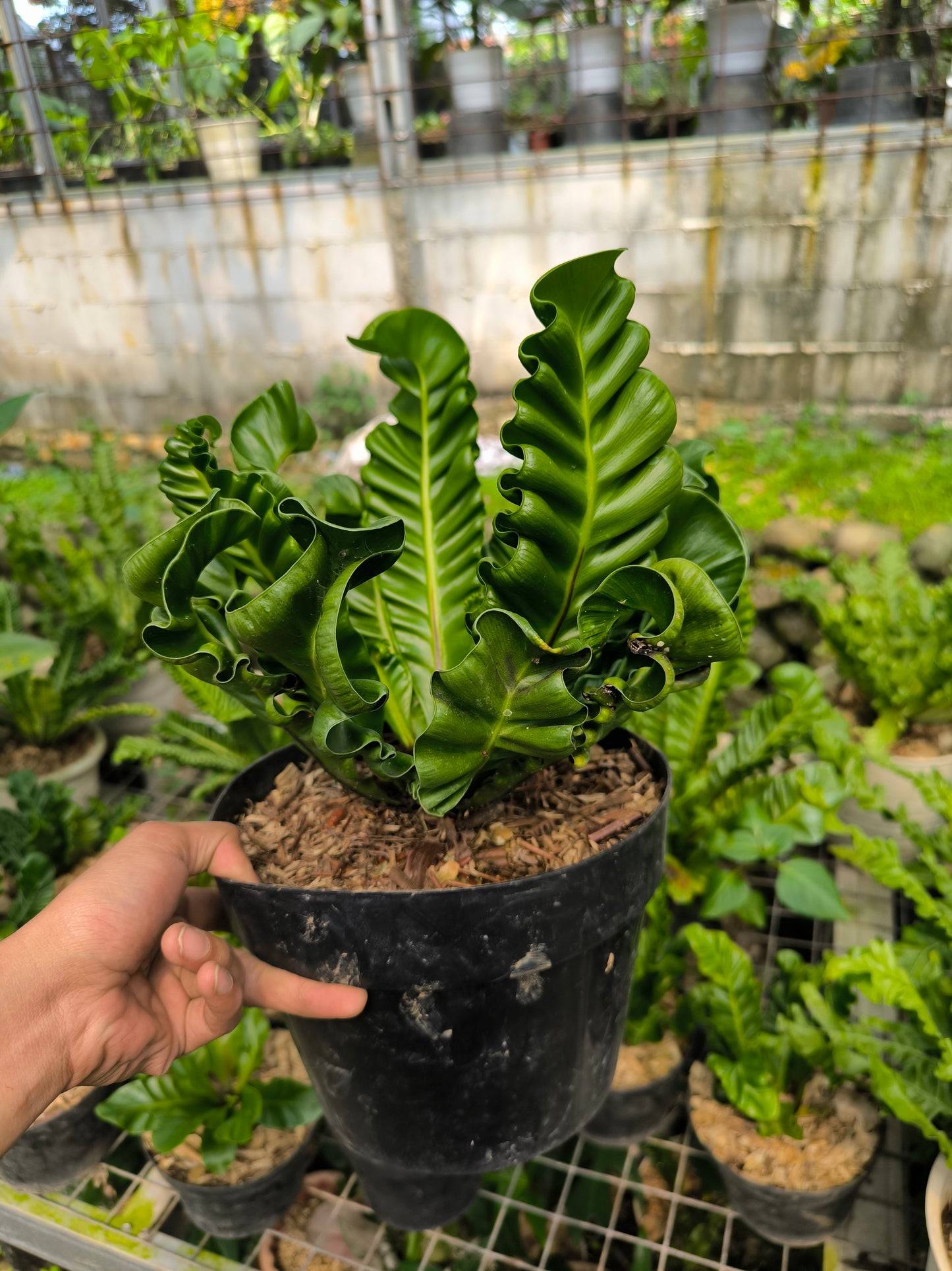 Asplenium Nidus (Bird’s Nest Fern)