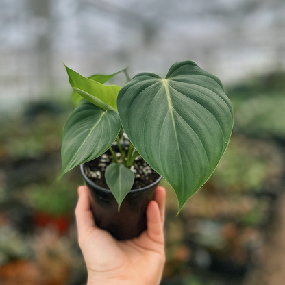 Philodendron McDowell