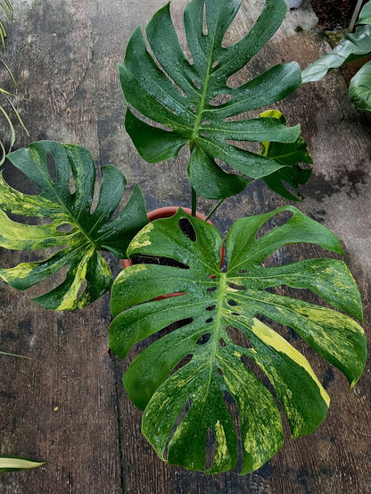 Monstera Deliciosa Yellow Marlyn Variegated