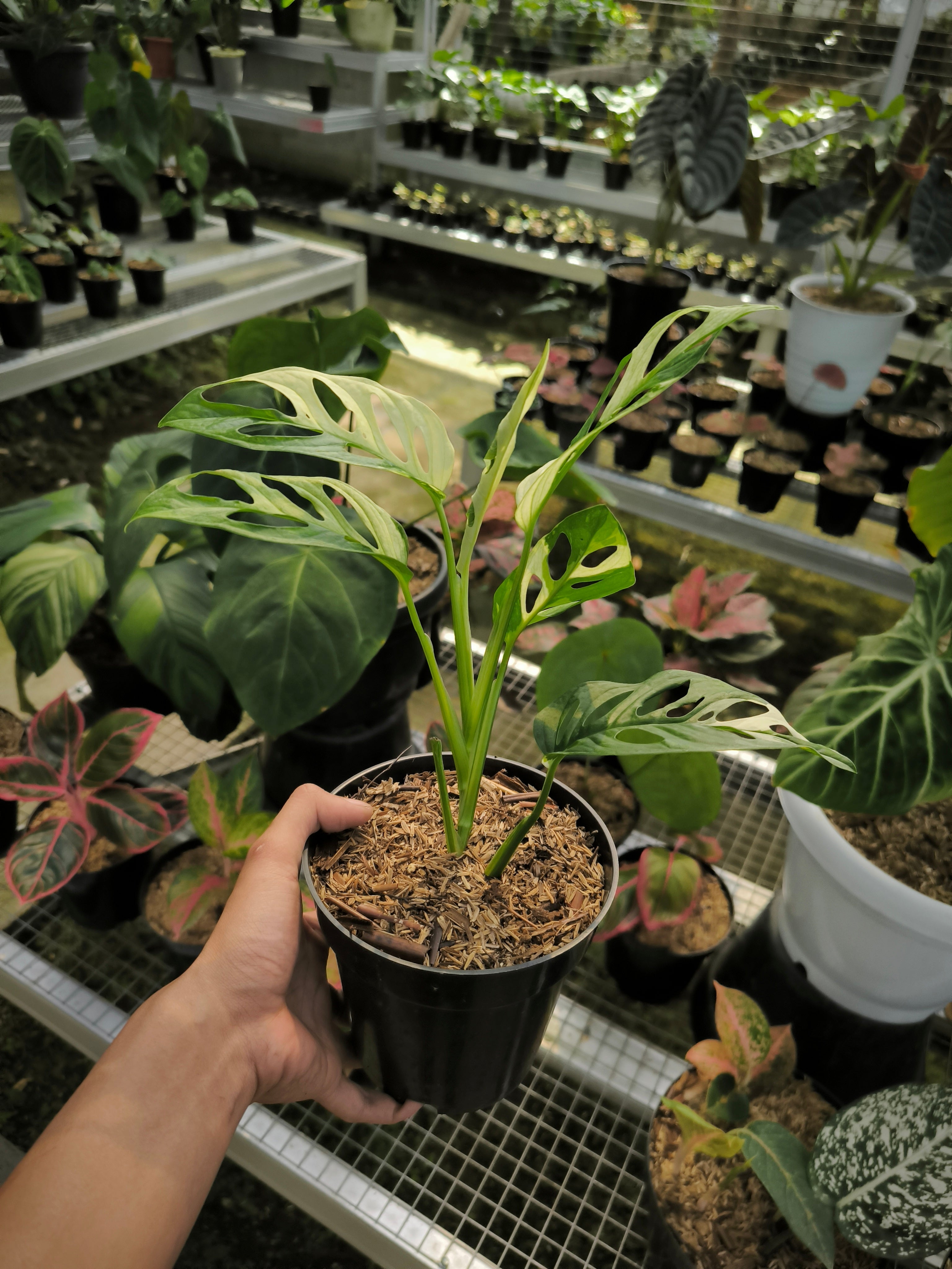 Buy Monstera Adansonii Albo Variegata ~ Variegated Houseplant