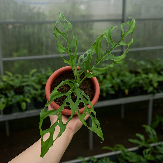 Monstera Obliqua