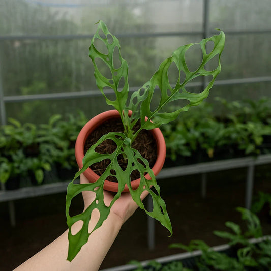 Monstera Obliqua (FREE)