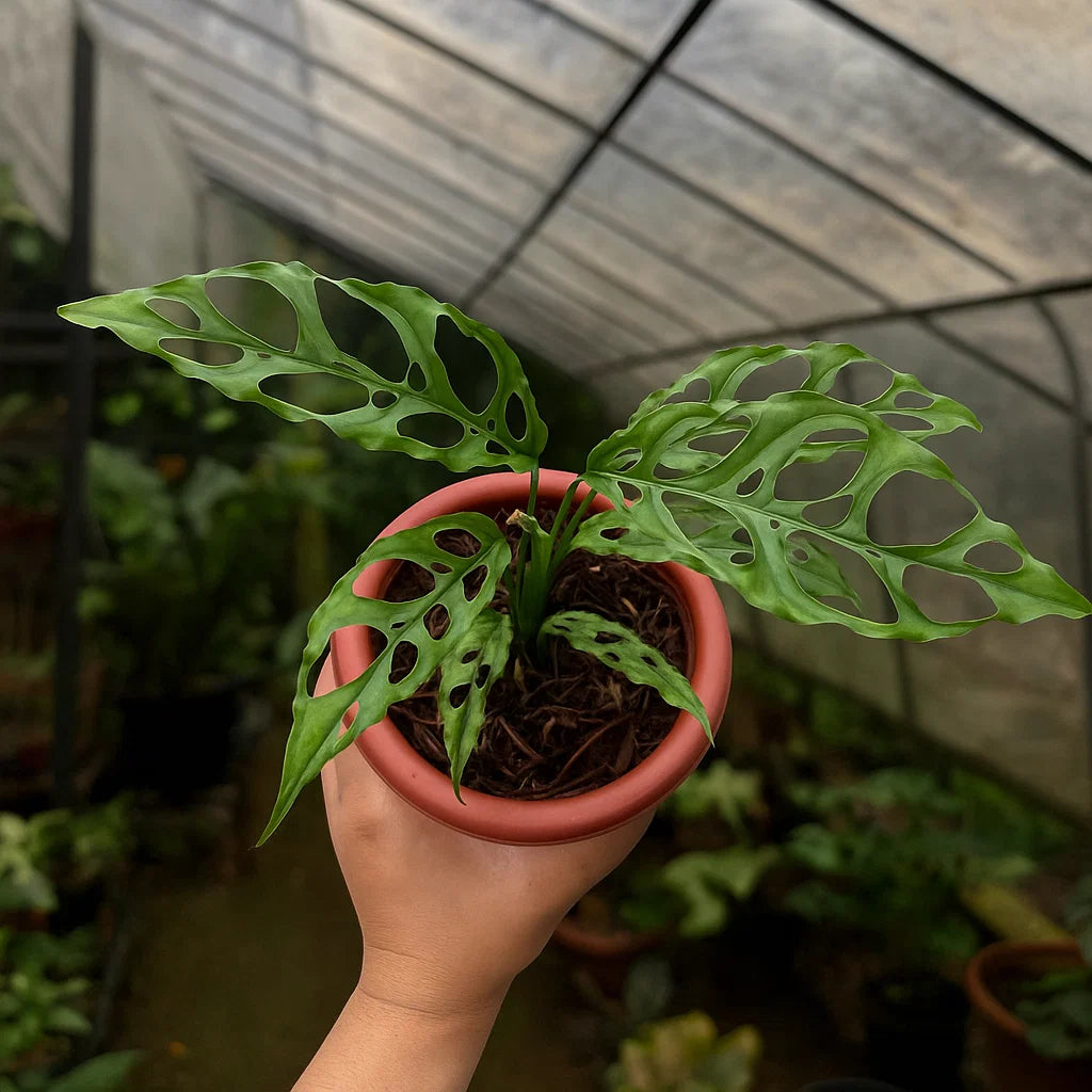 AroidHouse Monstera Obliqua