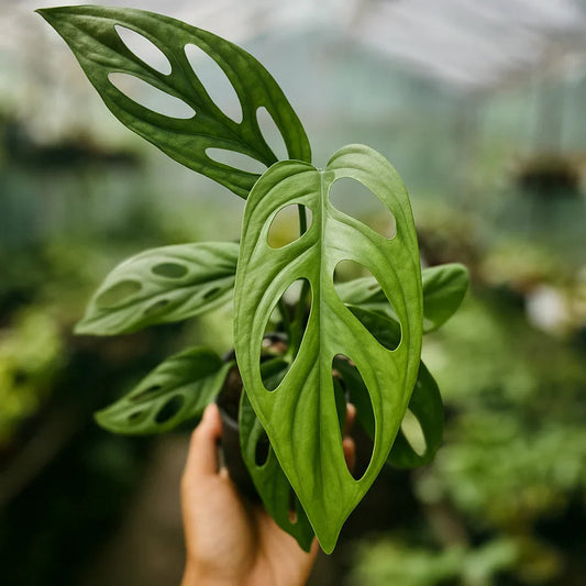 Monstera Adansonii - AroidHouse