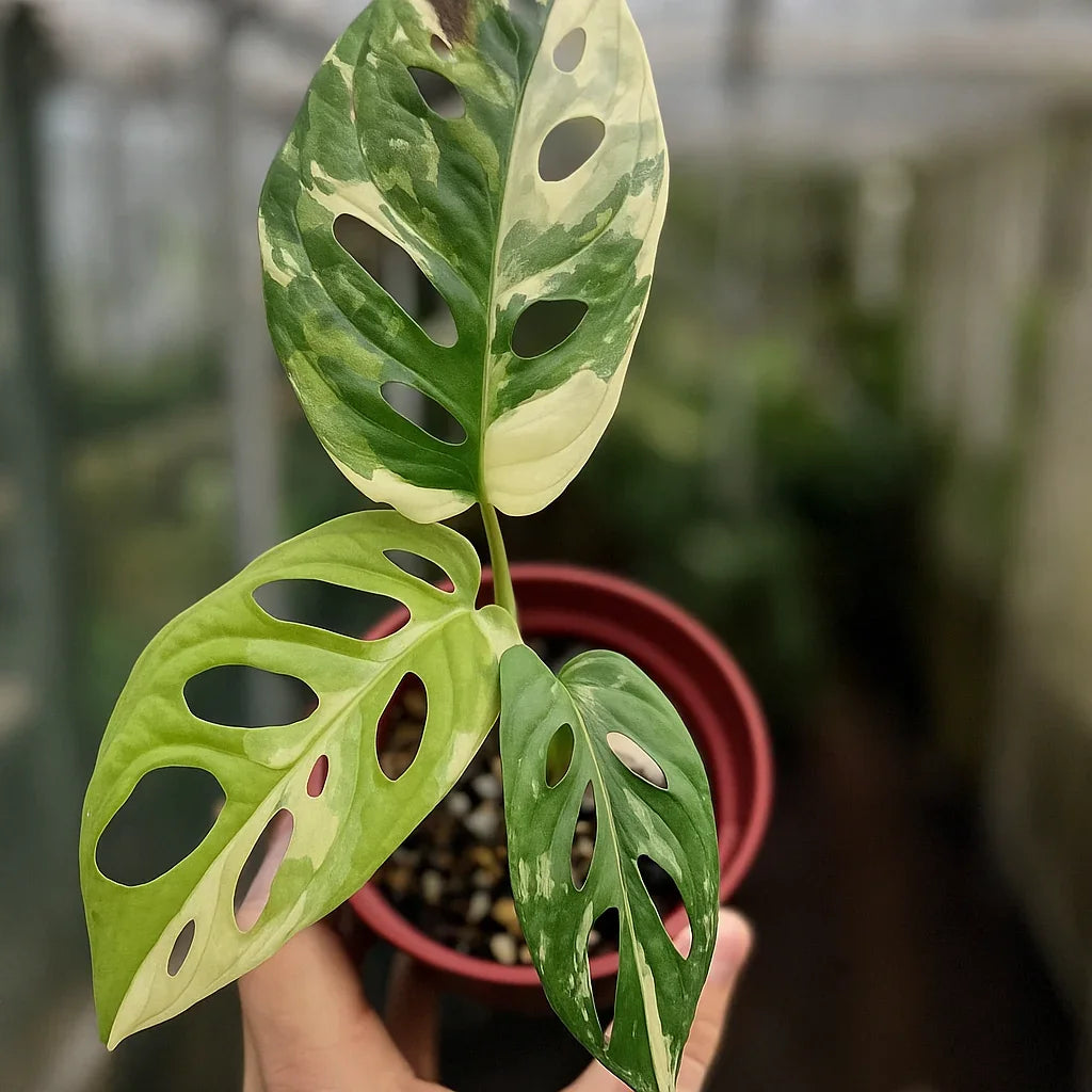 monstera adonis variegata Buy Monstera Adansonii Albo Variegata ~ Variegated Houseplant – AroidHouse