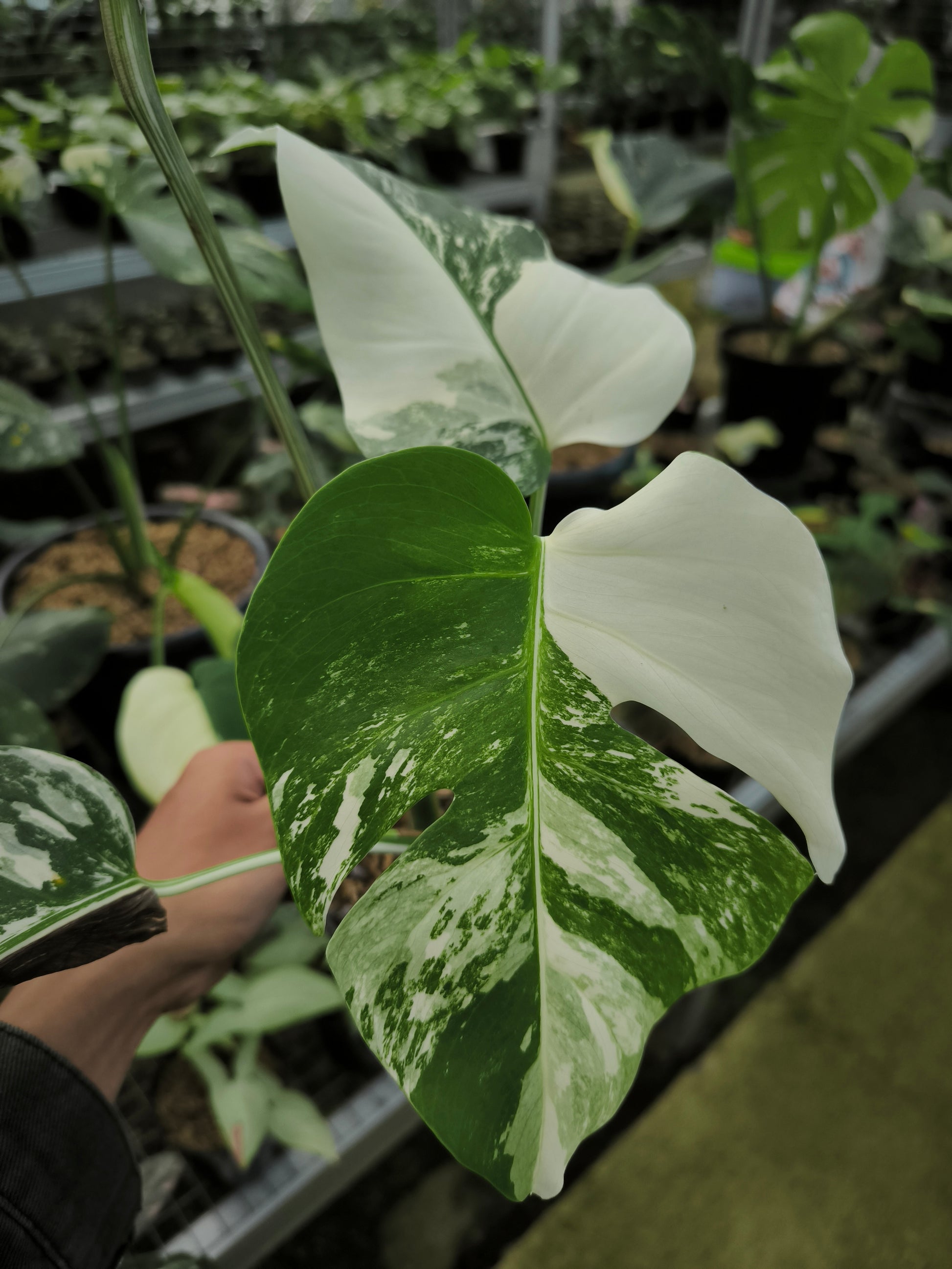 monstera variegata Buy Monstera Albo Variegata ~ Variegated Houseplant – AroidHouse