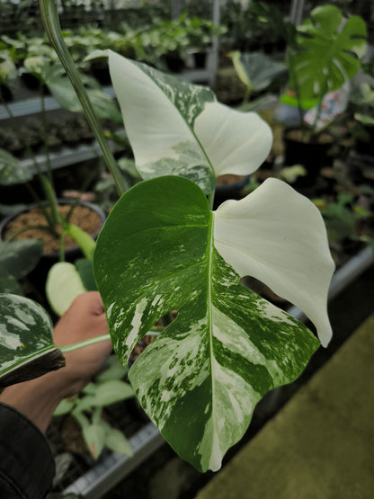 monstera albo near me Buy Monstera Albo Variegata ~ Variegated Houseplant – AroidHouse