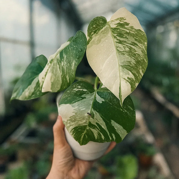 albo variegata monstera deliciosa Buy Monstera Albo Variegata ~ Variegated Houseplant – AroidHouse