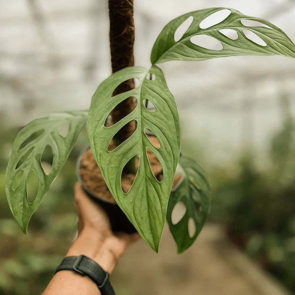 Monstera Esqueleto - AroidHouse