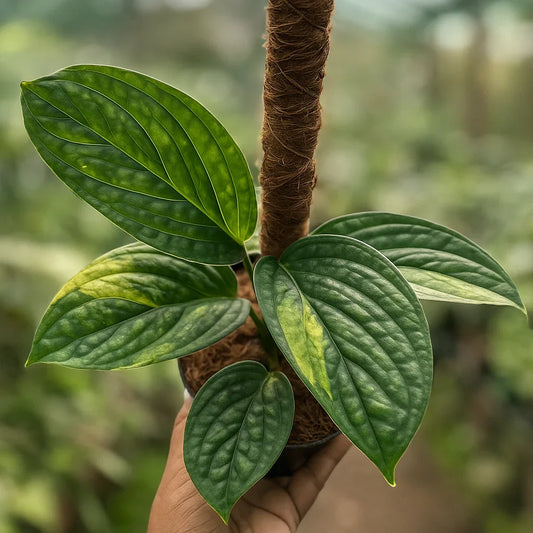 Monstera Karstenianum Variegata - AroidHouse