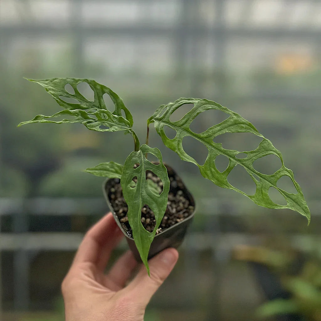 monstera obliqua Buy Monstera Obliqua ~ Rare Houseplant – AroidHouse