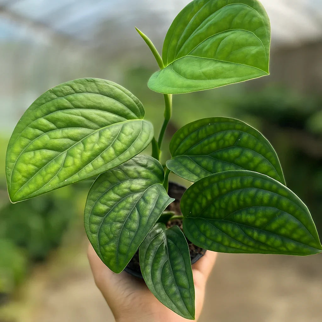 Monstera Karstenianum - AroidHouse