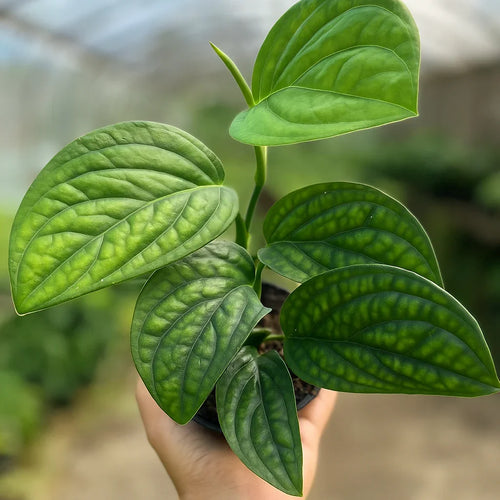Monstera Karstenianum - AroidHouse