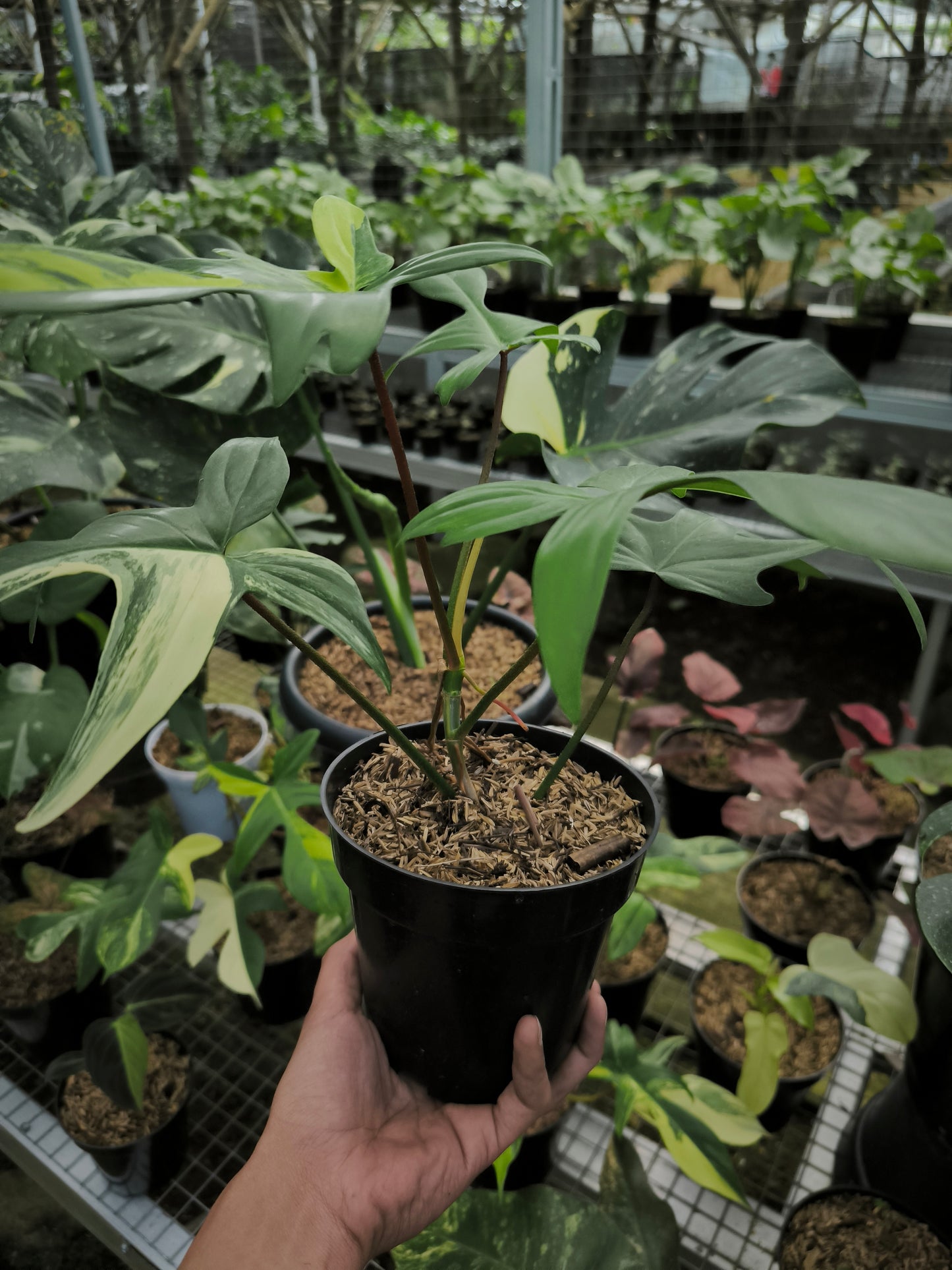 Philodendron Florida Beauty