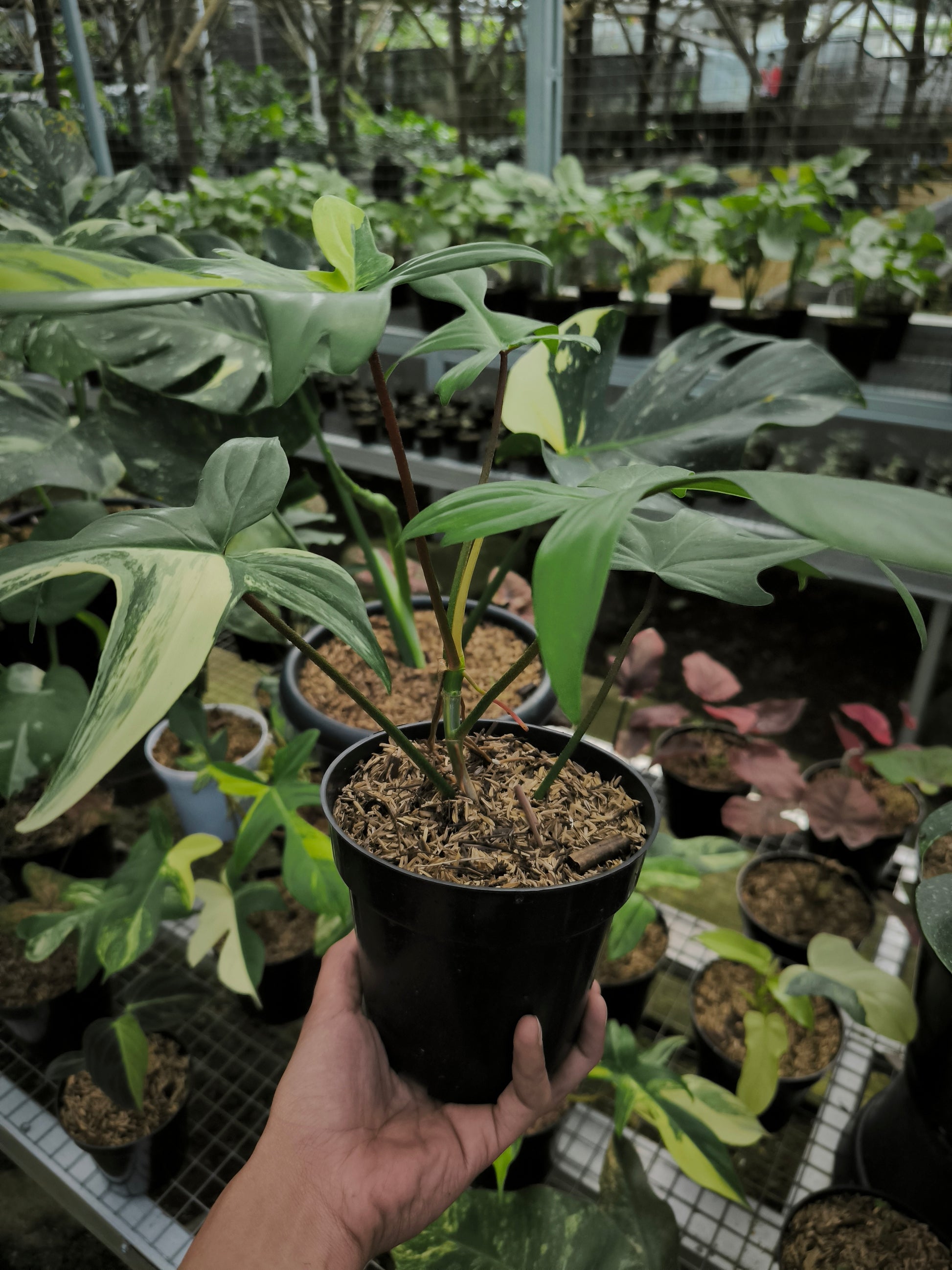 Philodendron Florida Beauty