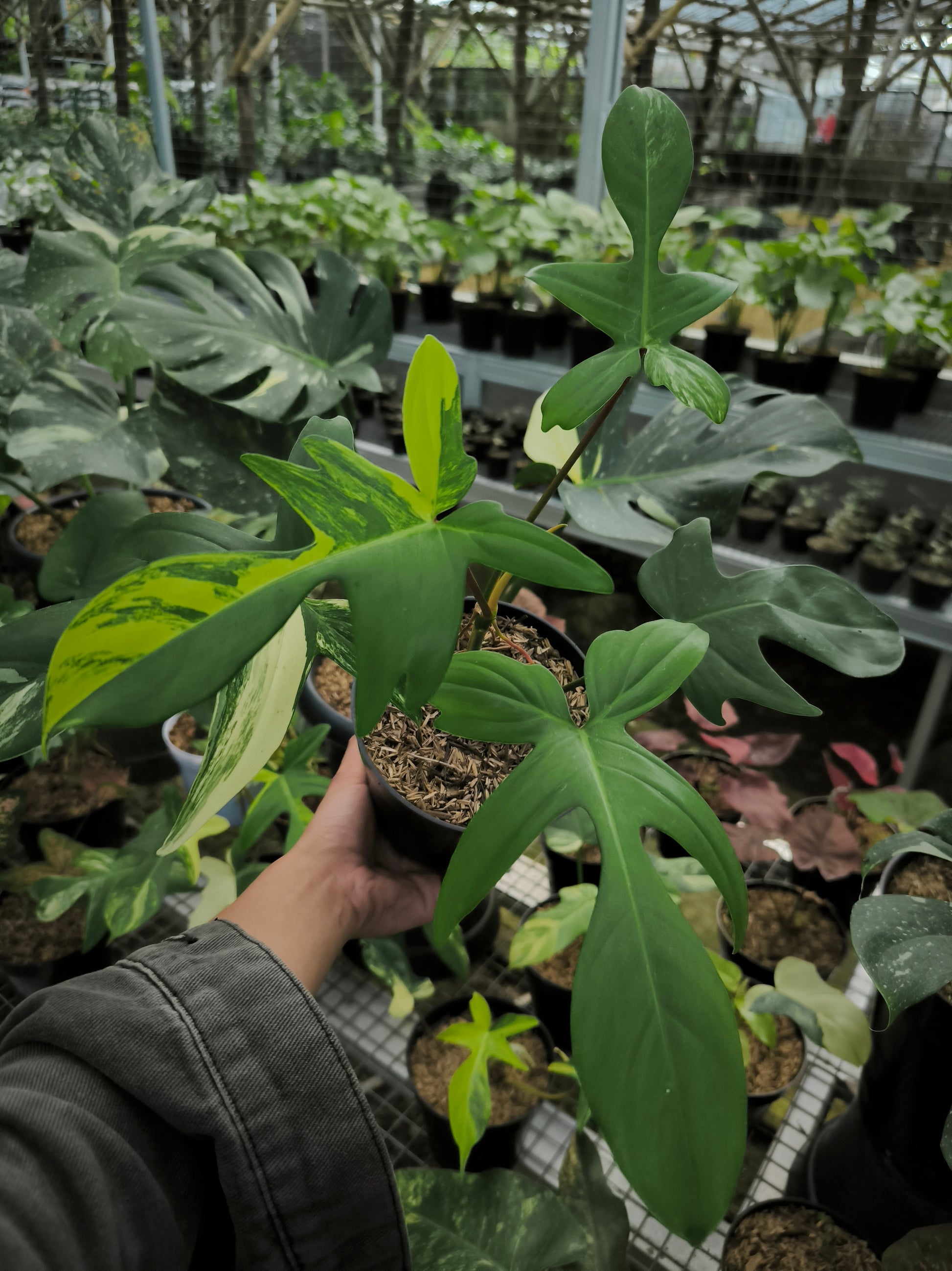 philodendron beauty green Buy Philodendron Florida Beauty ~ Rare Houseplant – AroidHouse