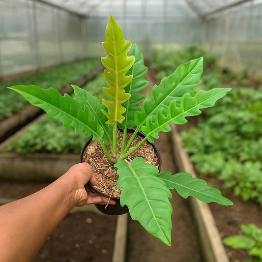 Philodendron Ring of Fire