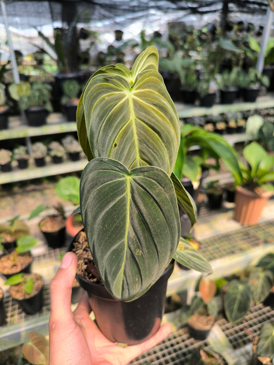 Philodendron Melanochrysum