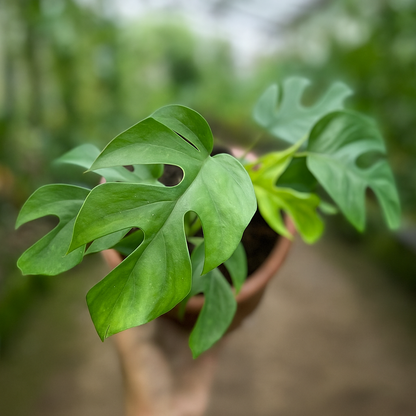 Monstera Mini Rhaphidophora Tetrasperma - AroidHouse